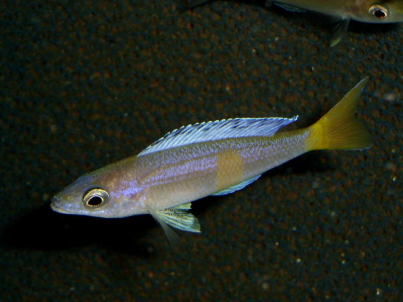 Cyprichromis sp. 'brilliant jumbo' Kitumba